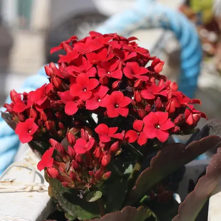 U Mare Mio Bed & Breakfast 4*